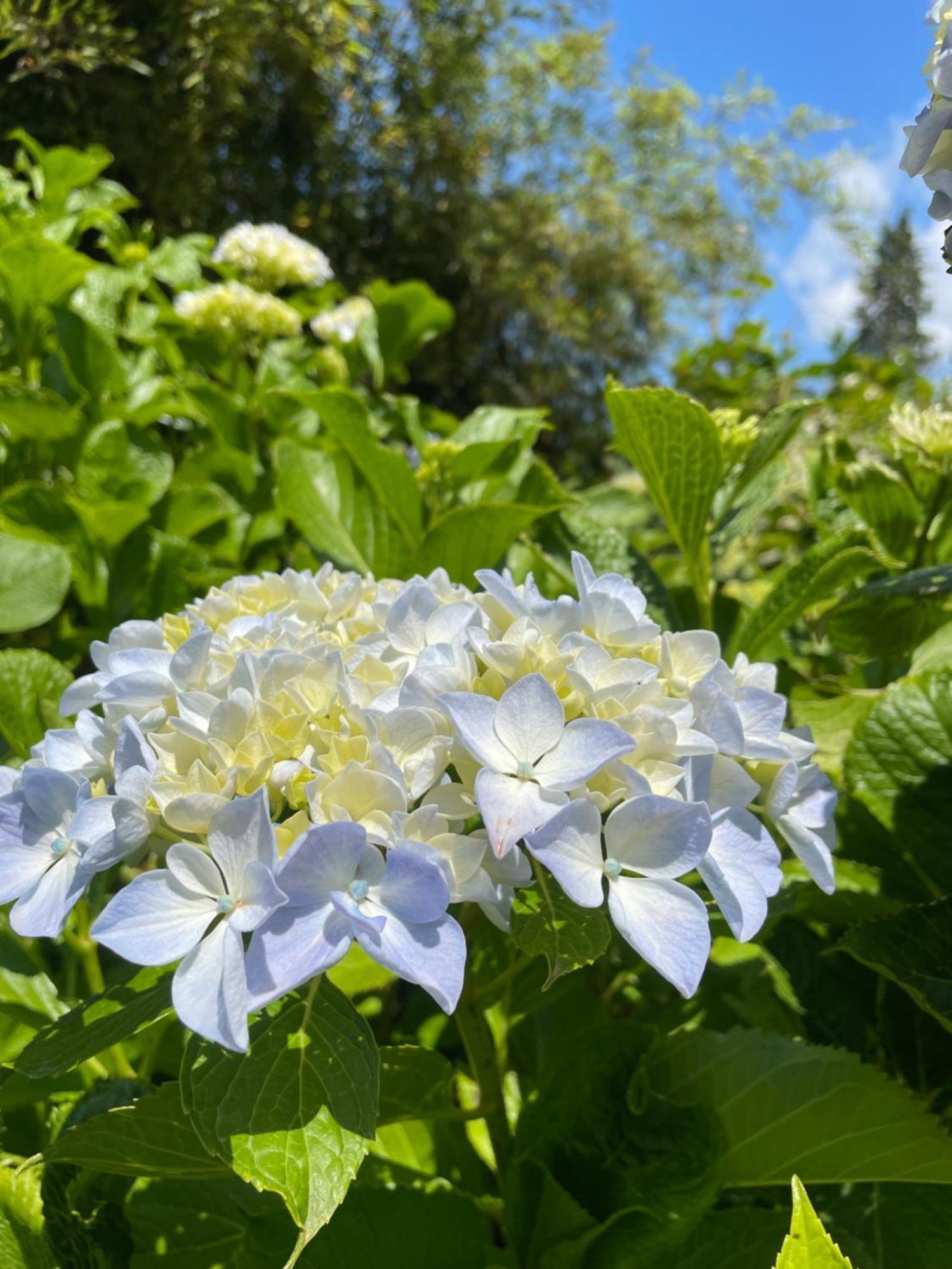 B&B Villa Giardini Susanna Gattico Eksteriør billede